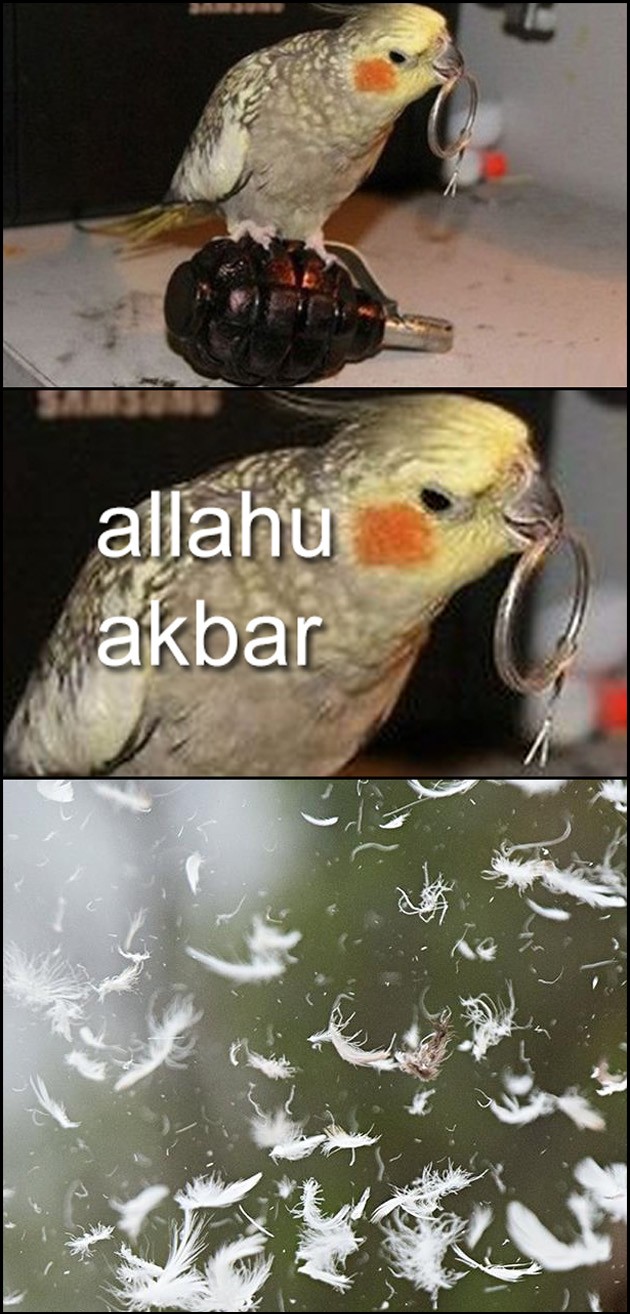 allahu akbar parrot t3hwin com allahu akbar parrot t3hwin com
