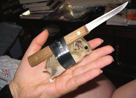 [Image: Hamster-knife-fight-participant.jpg]
