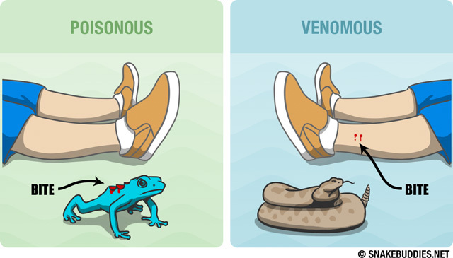Poisonous VS. Venomous